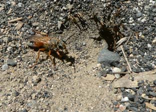 Golden Digger Wasp burrowing