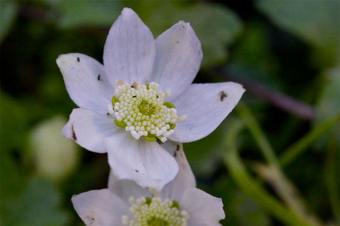 Pale purple flower