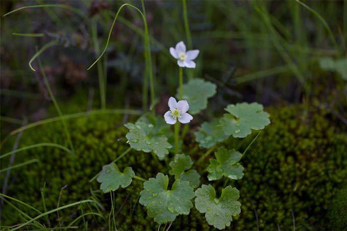 Pale purple flowers Pale purple flowers