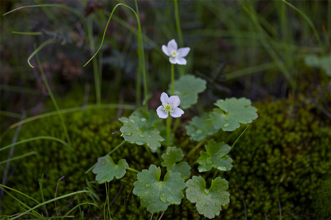 Pale purple flowers