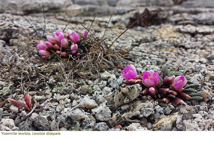 Yosemite lewisia, a small pink flower growing in granitic gravel.
