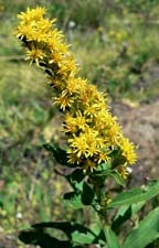 Meadow Goldenrod