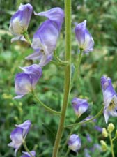 Monkshood