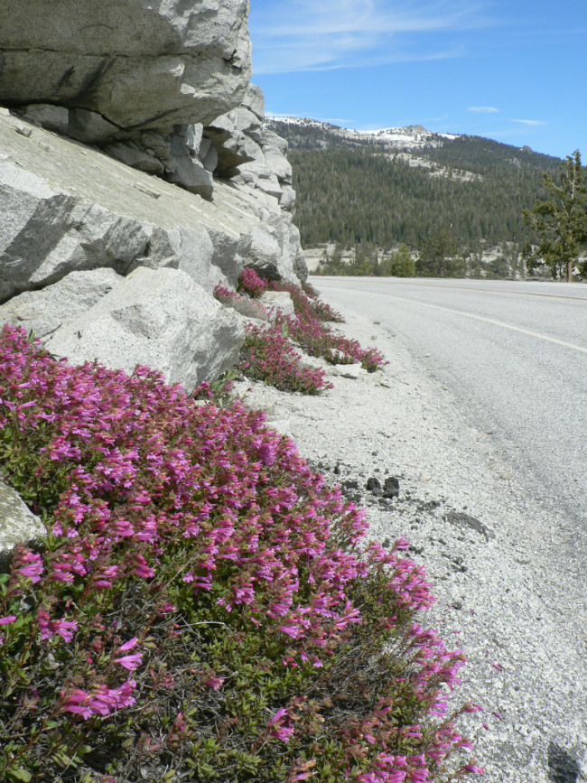 Mountain Pride along Tioga