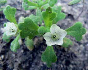 Nemophila