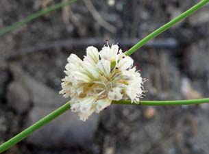 Nude Buckwheat