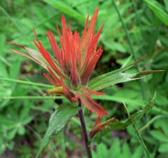 Giant Red Indian Paintbrush