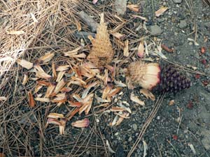 Ponderosa Pine Cone - Pile of eaten cones