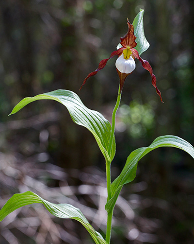 Lady Slipper