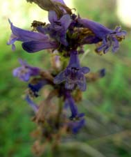 Sierra Penstemon