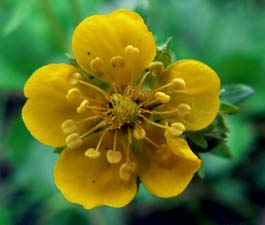 Slender Cinquefoil