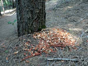 Sugar Pine Cone - Pile of eaten cones