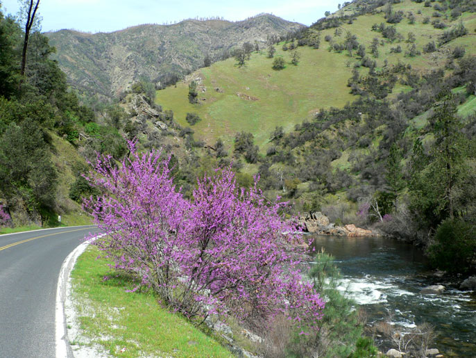 Western redbud along Highway 140