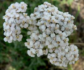 Yarrow