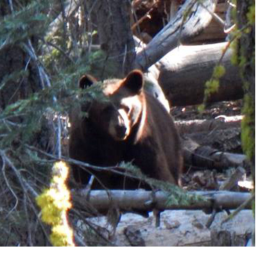 Black bear among downed trees and logs