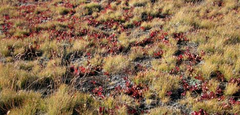 Dwarf Bilberry showing some fall colors of the high country near Mono Pass
