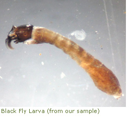 Black Fly Larva (from our sample)