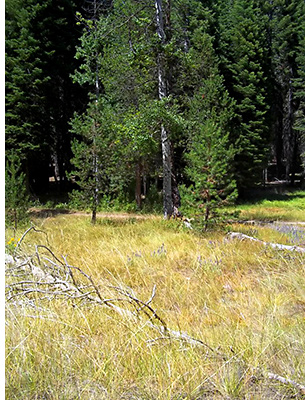 Original Site of the Hodgdon Cabin in Aspen Valley