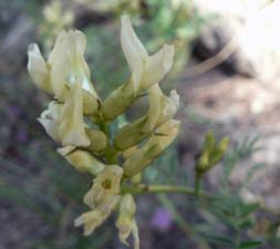 Bolander's Locoweed