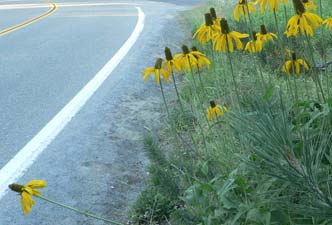 Coneflower from a distance