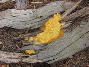 Dog vomit slime mold