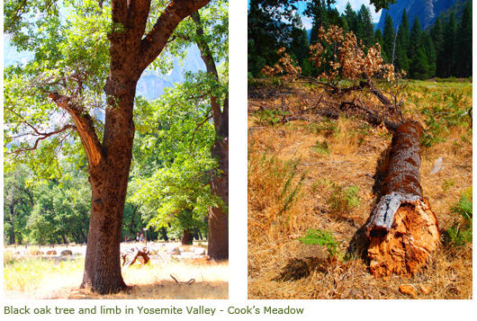 Black oak and fallen limb in Yosemite Valley's Cook's Meadow