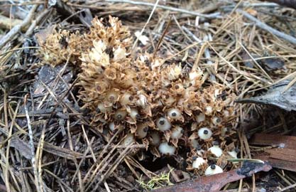 Fringed Pine Sap - Fruit