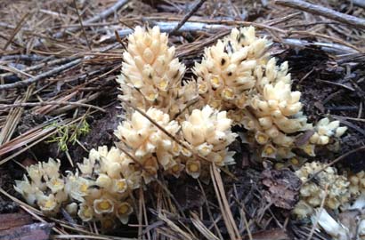 Fringed Pine Sap