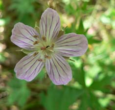 Richardson's Geranium