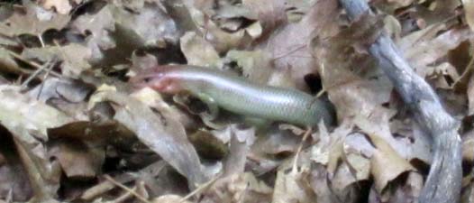 Gilbert's Skink