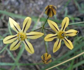 Golden Brodiaea (Pretty Face)