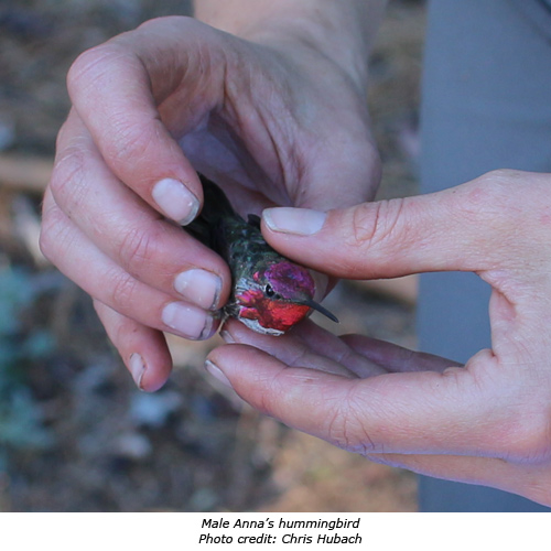 Male Anna's hummingbird in researcher's hands