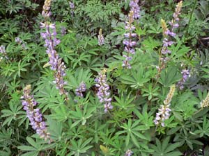 Large-leaved Lupine