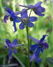 Larkspur