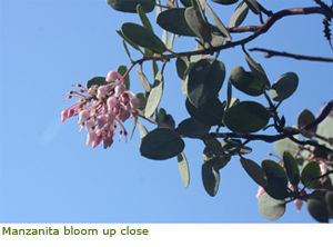 Up close image of manzanita bloom