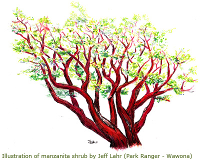 Illustration of manzanita