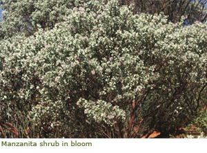 Flowering manzanita shrub