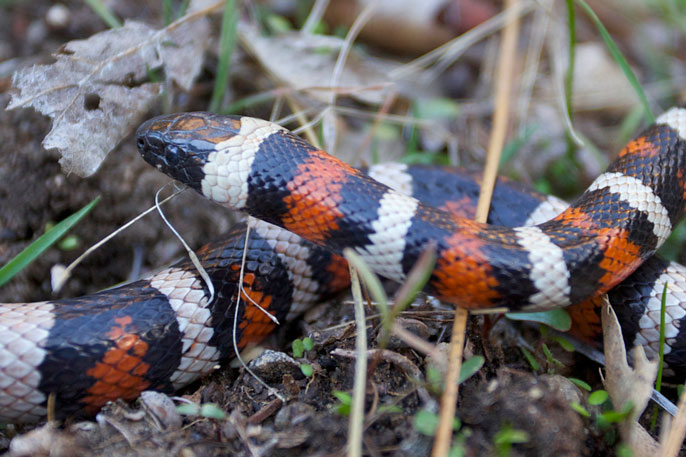 black-, white-, and red-striped snake