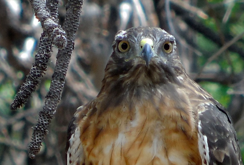 Red-tail hawk in Yosemite Valley