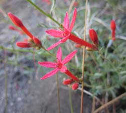 Scarlet Gilia - up close