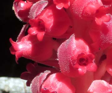 Close-up image of Snowplant