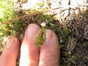 Long-stalked Starwort