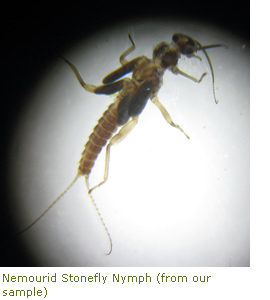 Nemourid Stonefly Nymph (from our sample)