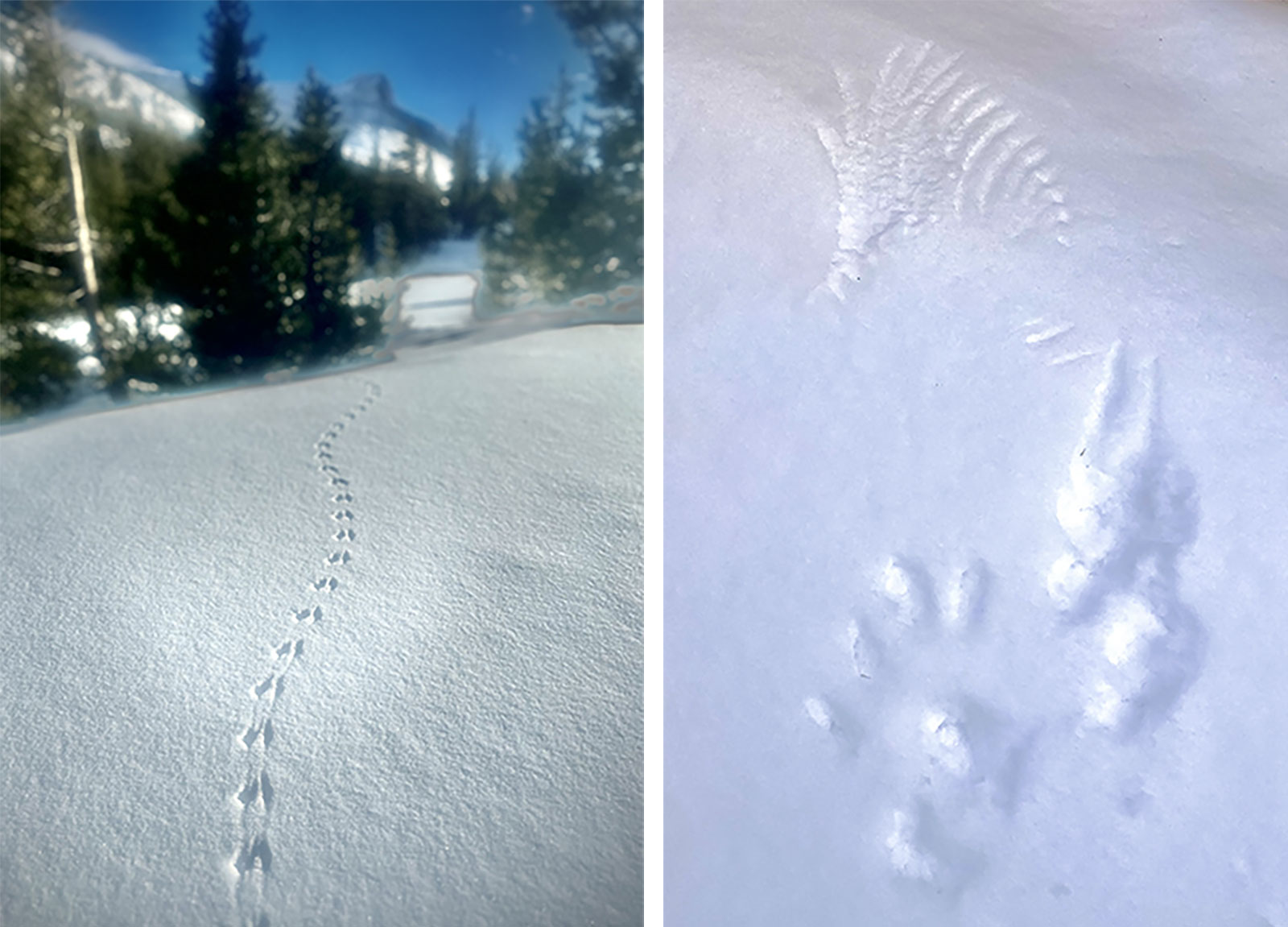 Left image: Mouse tracks in snow; Right image: Wing prints in snow.