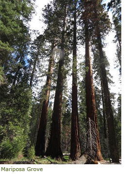 Sequoia trees in Mariposa Grove