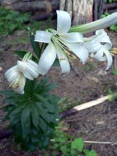 Image of Washington Lily