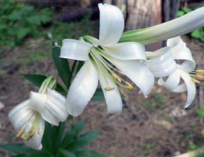Close up image of Washington Lily