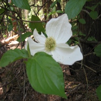 Closeup of Dogwood flower