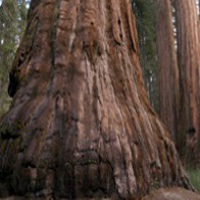 Closeup of Giant Sequoia base