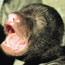 Crying cub face